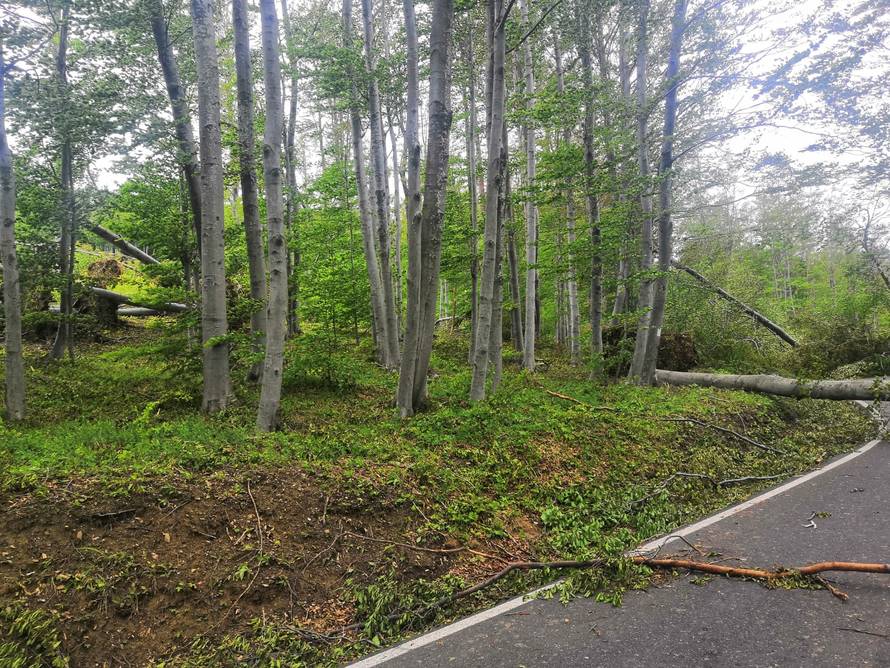 Prizor katastrofe: Oluja srušila stotine stabala na Medvednici