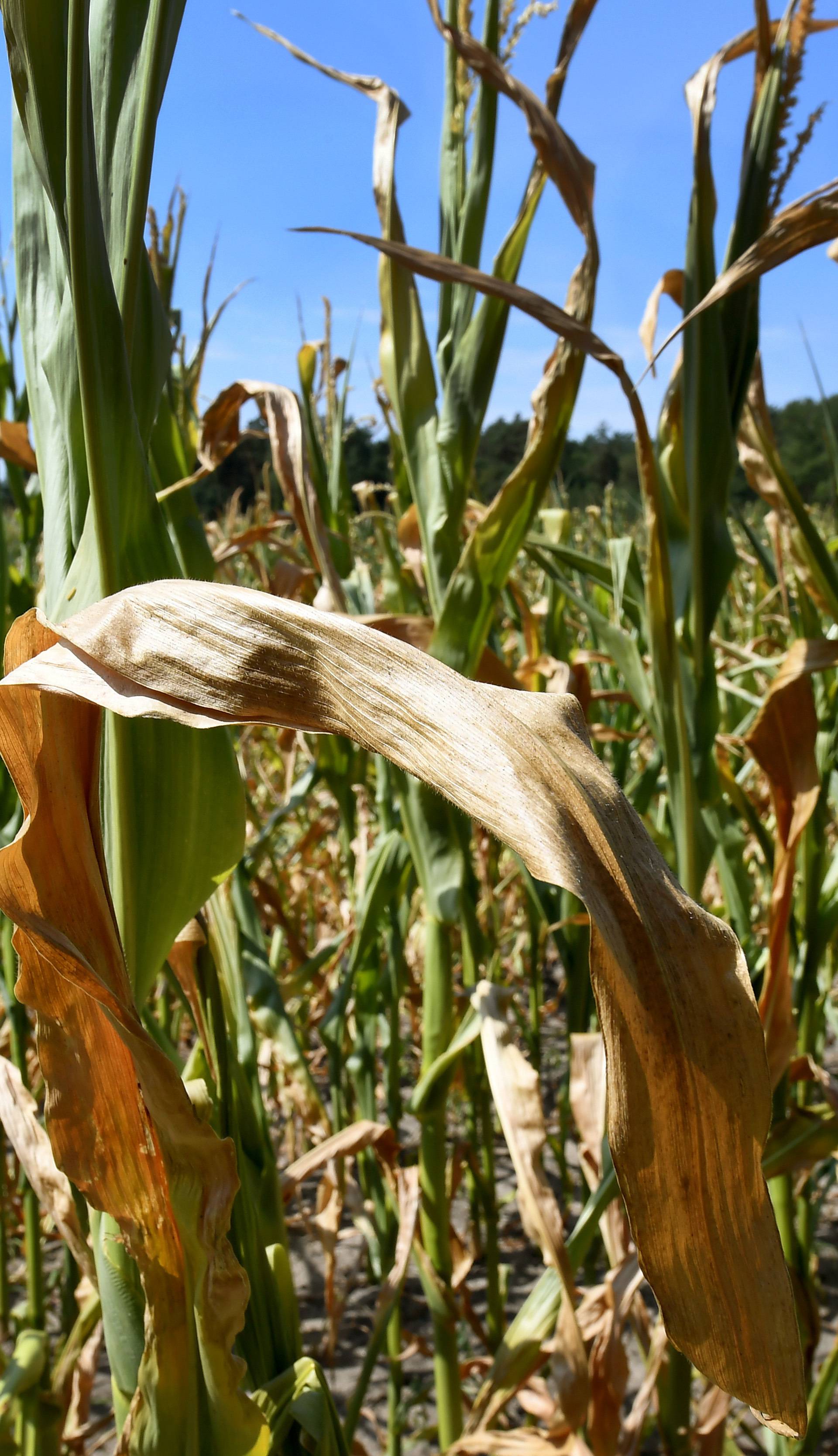Maize plants damaged by heat