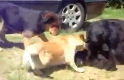Interventni policajci: Tri su psa prekinula krvavi sukob mačaka
