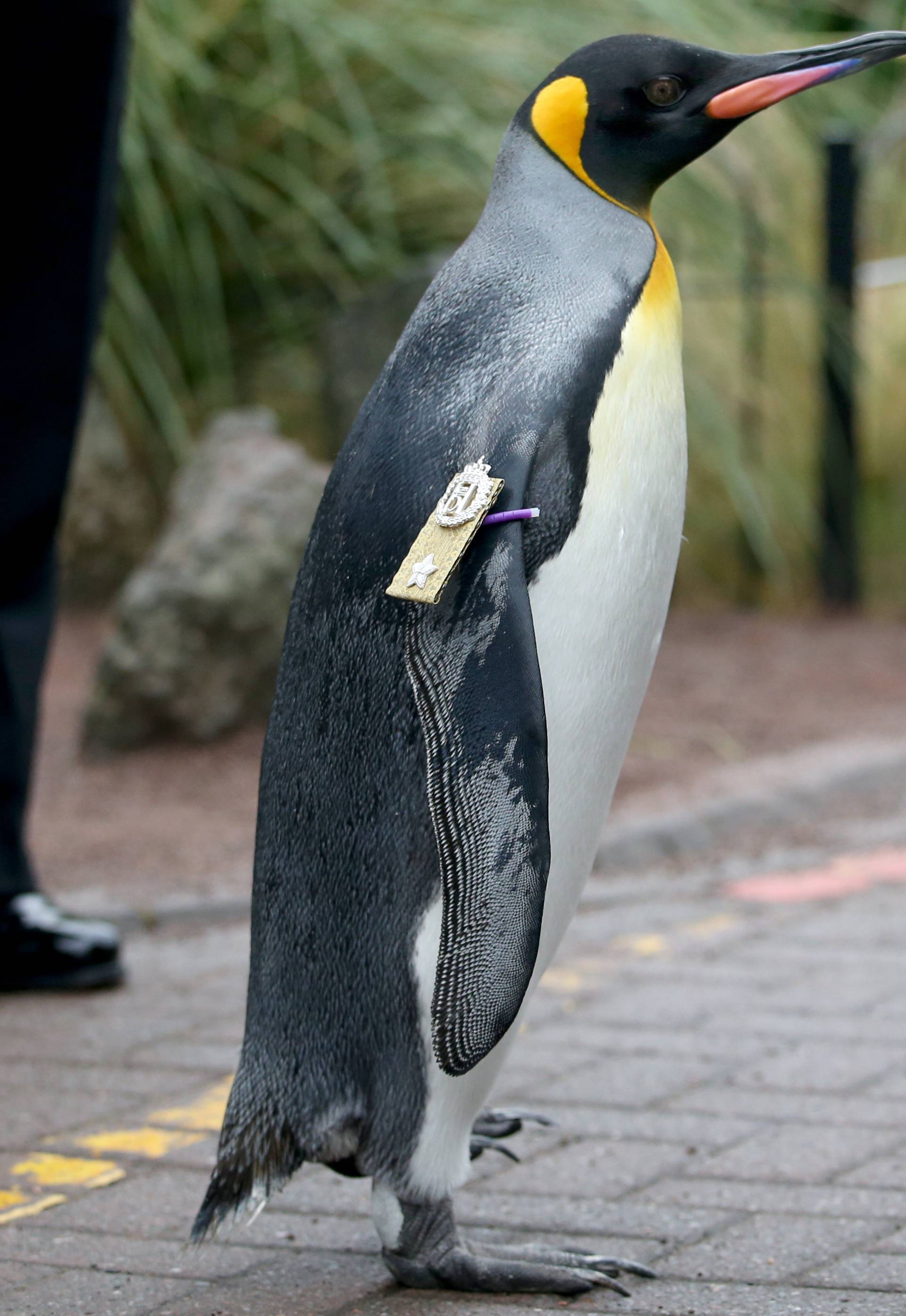 King penguin Nils Olaf inspects guard