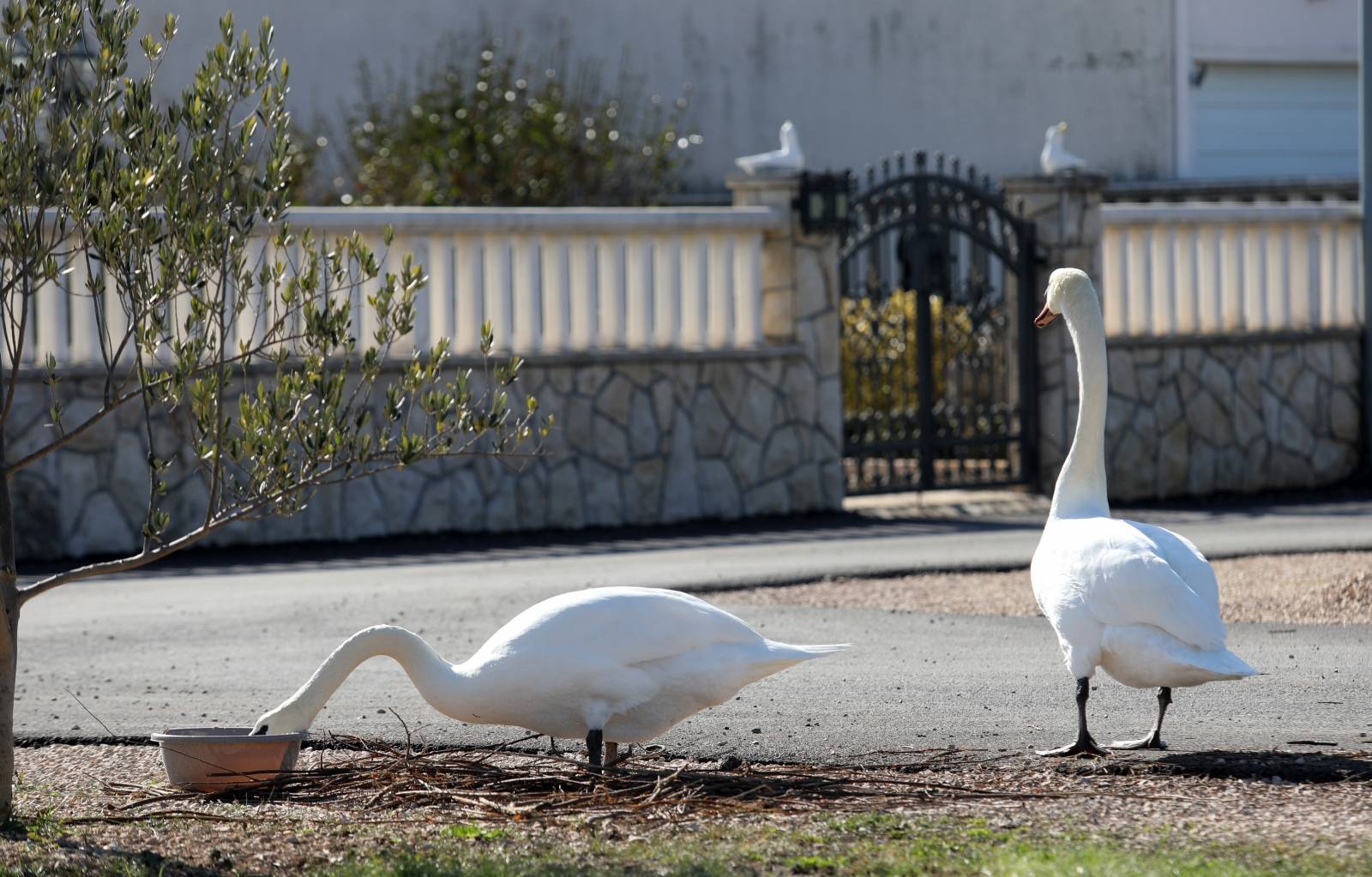 Zagreb: Godinama hrani labudove koji mu dolaze ispred kuće na tri obroka dnevno