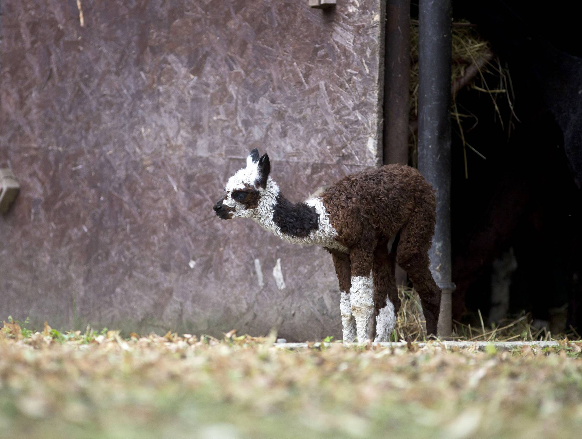 Na svijet došli isti dan: ZOO u Zagrebu bogatiji za 2 mladunca