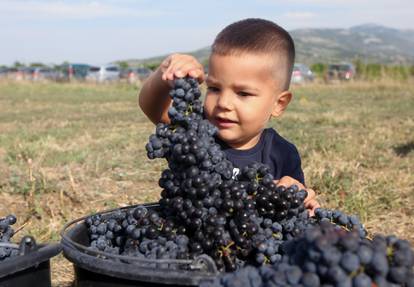 U berbi: Kad se vrijedne ruke slože, i  grožđe se obrati može!