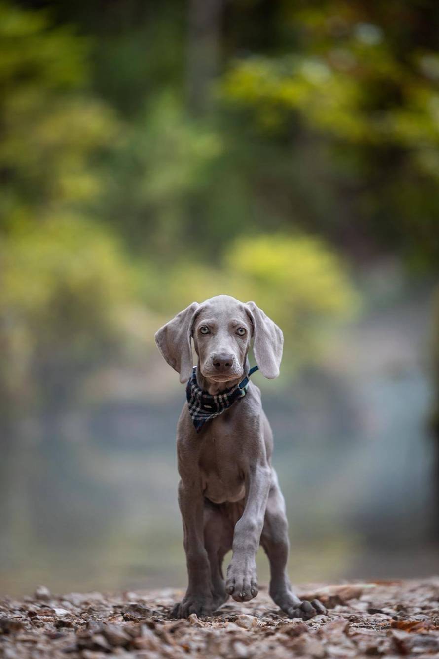 Ova fotografija nije AI, to su tri sestrice jantarnih očiju iz Siska!