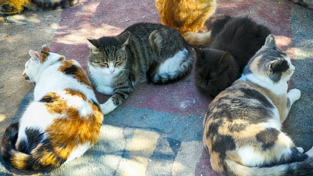 A lots of cats are relaxing. 