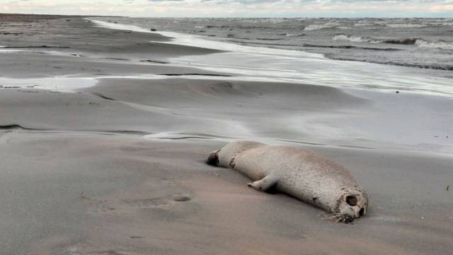 Na plažama Kaspijskog jezera u Rusiji pronađeno 2500 uginulih tuljana: Utvrđuje se uzrok