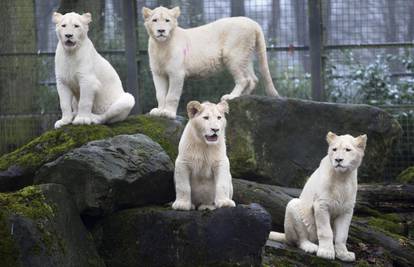 Mladunci rijetkog bijelog lava prvi puta izašli na otvoreno 