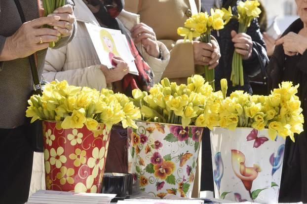 Šibenik: Liga protiv raka Šibenik obilježava Dan narcisa