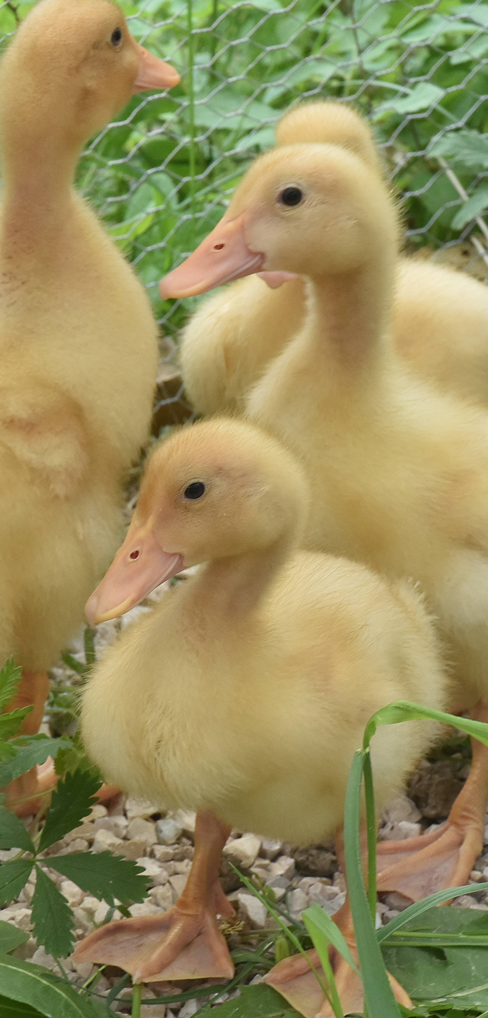 Kupila patke i spasila ih od lonca, a čuvaju ih psi iz azila