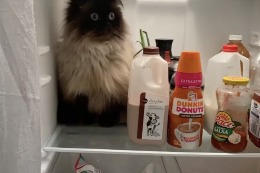 Ovaj je mačak našao način da se rashladi - u frižideru