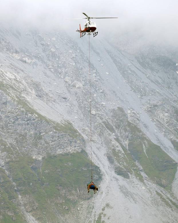 Cows are transported by helicopter near the Klausenpass