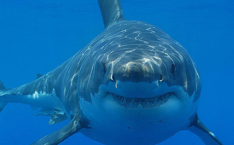 Ima ga i u Jadranu: 'Napadi su rijetki, ali držite se plićaka...'