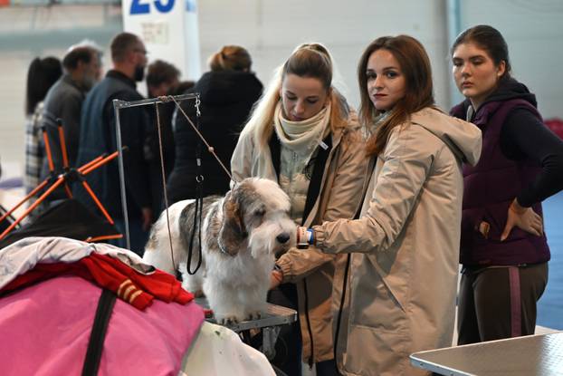 Europska izložba pasa u Celju: Zablistao naš tornjak Margot!