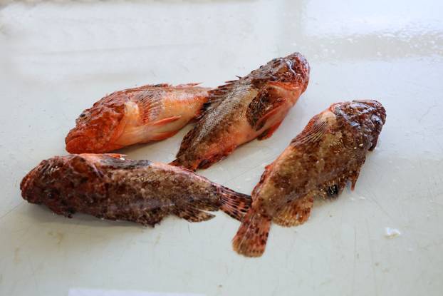 Šibenik: Ponuda ribe na ribarnici
