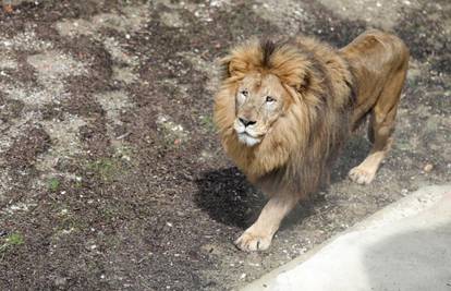 Otvorena nova nastamba za lavove i predstavljen lav Leo