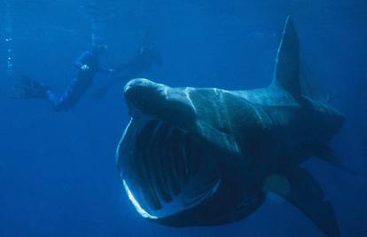 Morski pas od čak sedam metara pliva kraj Opatije