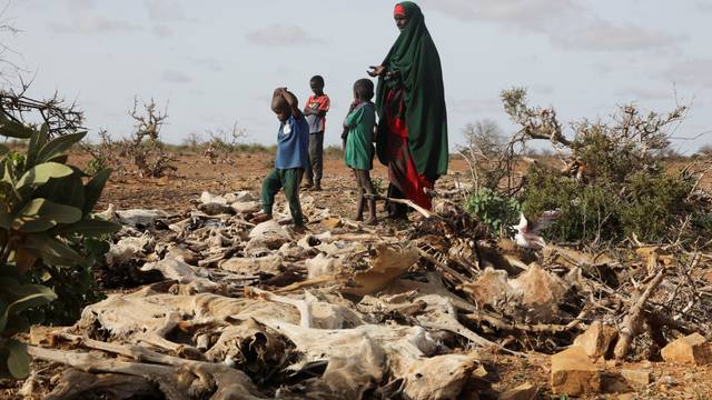 FILE PHOTO: Internally displaced Somali woman and her children stand near the carcasses of their dead livestock following severe droughts near Dollow, Gedo Region