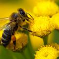 Put prema katastrofi: Pčele sve više nestaju zbog pesticida...