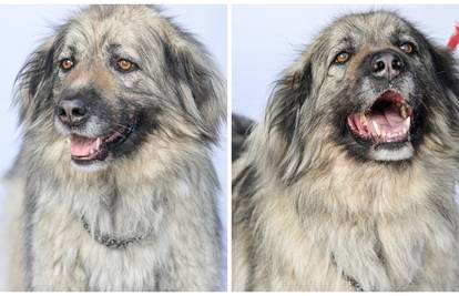 Udomi kujicu Lili: Samo joj treba malo maženja i šetnja