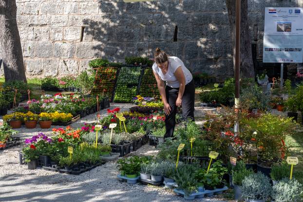 Svetivinčenat: Fešta od Rožic