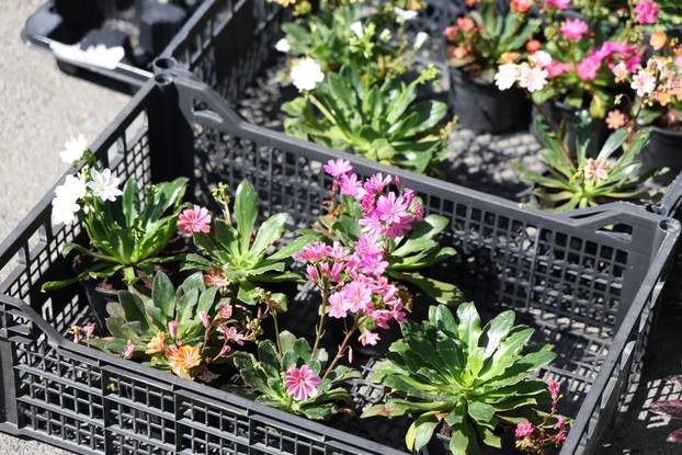 Osijek: Festival cvijeća i drveća 2026.