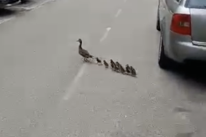 Mama i njeni pačići prošetali Zagrebom