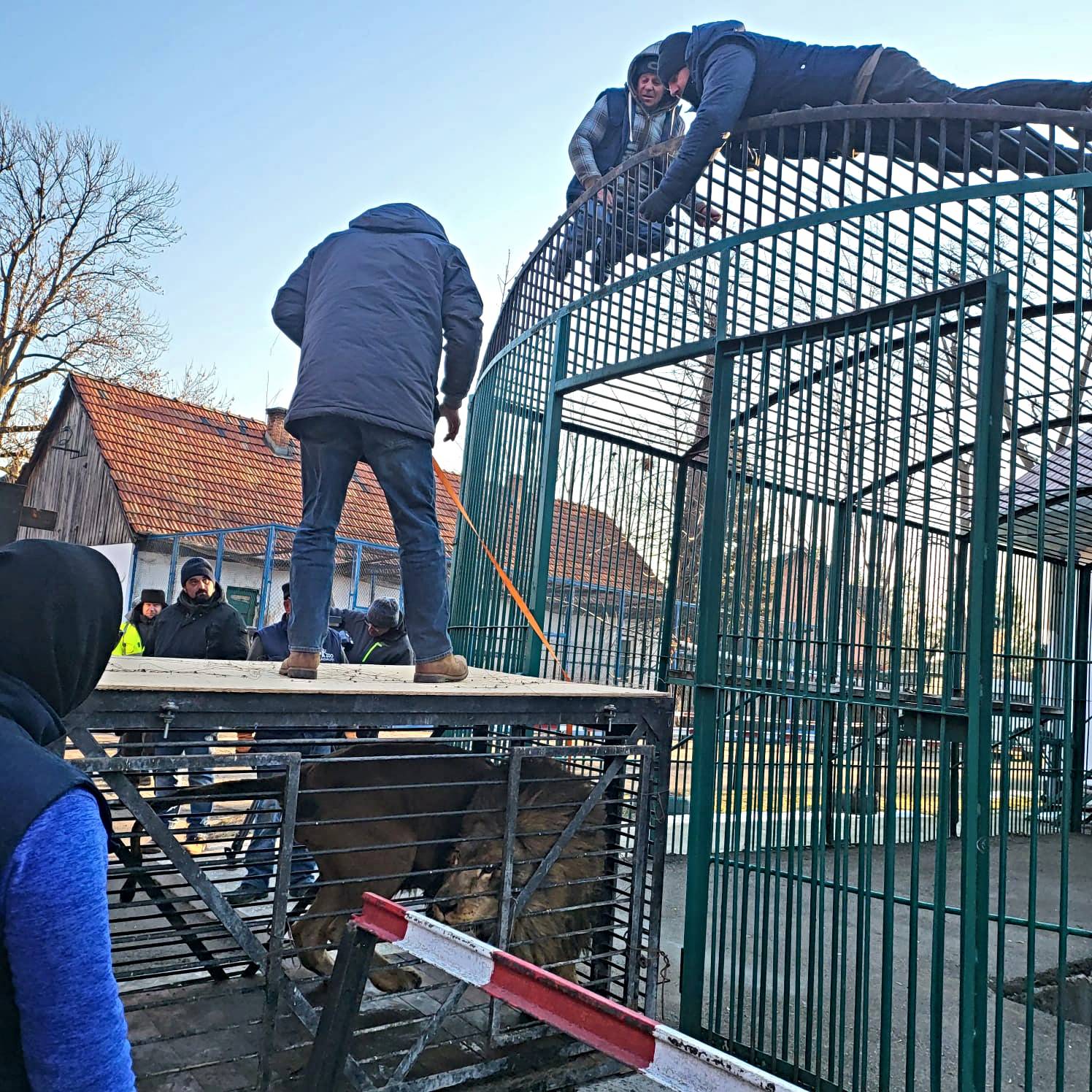 Iz Ukrajine spasili lava i vučicu, Osijek ih je bio spreman primiti