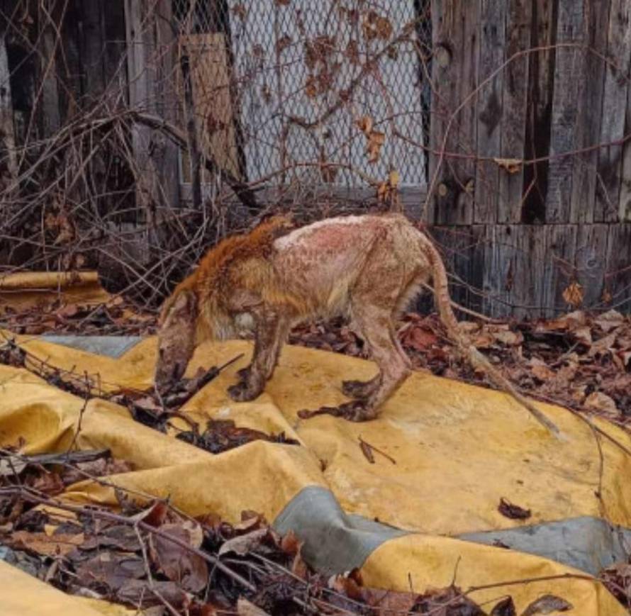 Sjećate li se bolesnog lisca iz Zagreba? 'Oporavio se, pustili smo ga u prirodu. Traži družicu'