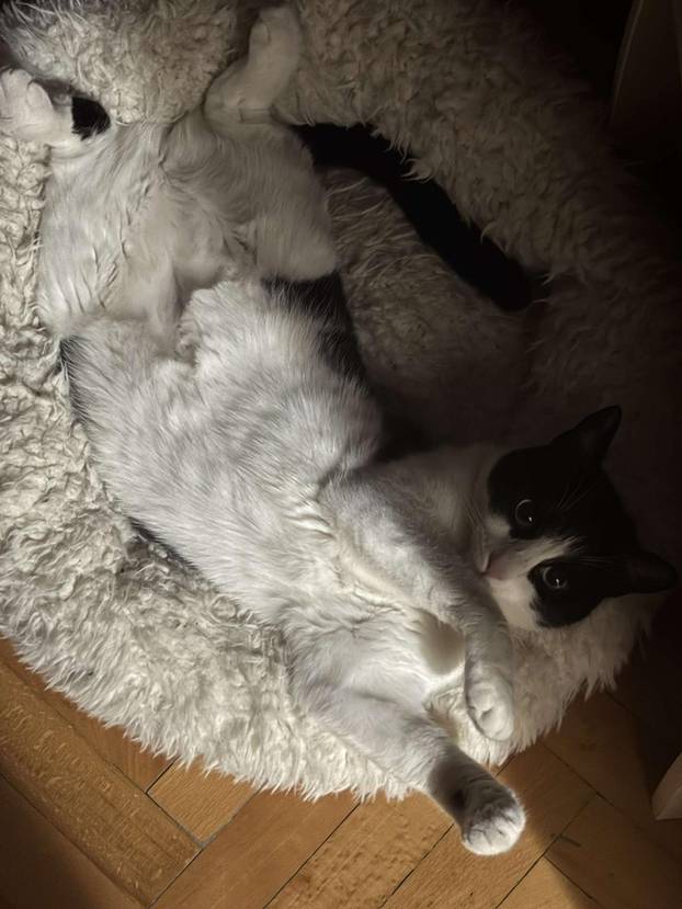 SUPER FOTKE vaših ljubimaca! Neki bi mogli biti viralni hit, ali svi su jednostavno neodoljivi