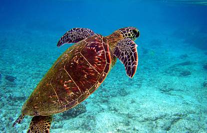 Veliki koraljni greben spašava i kornjača s GoPro kamerom
