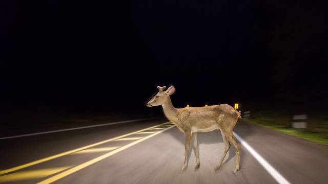 Deer walking on the road at night in the forest.