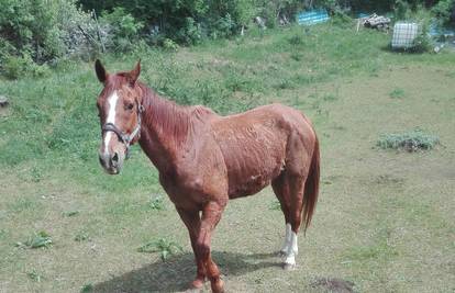 Traže vlasnika: Napušteni divni konj u Istri je s Madagaskara