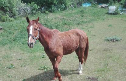 Visok sam 175 cm, volim duge šetnje i zalutao sam u Istri...