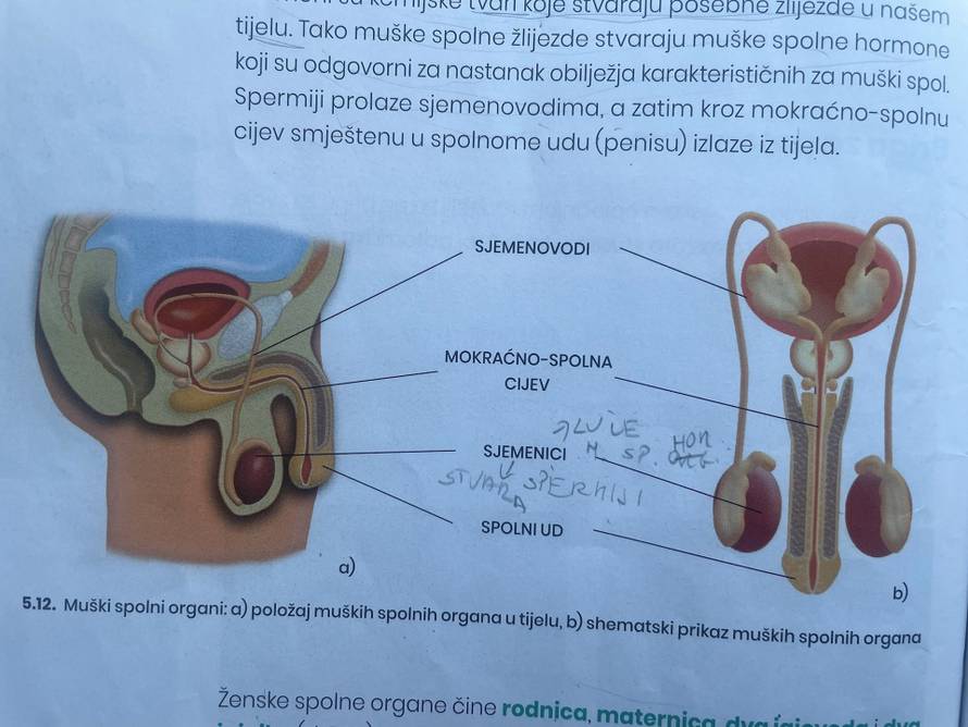 Ovo je udžbenik za 6. razred, pogledajte kako su prikazali muški, a kako ženski organ!