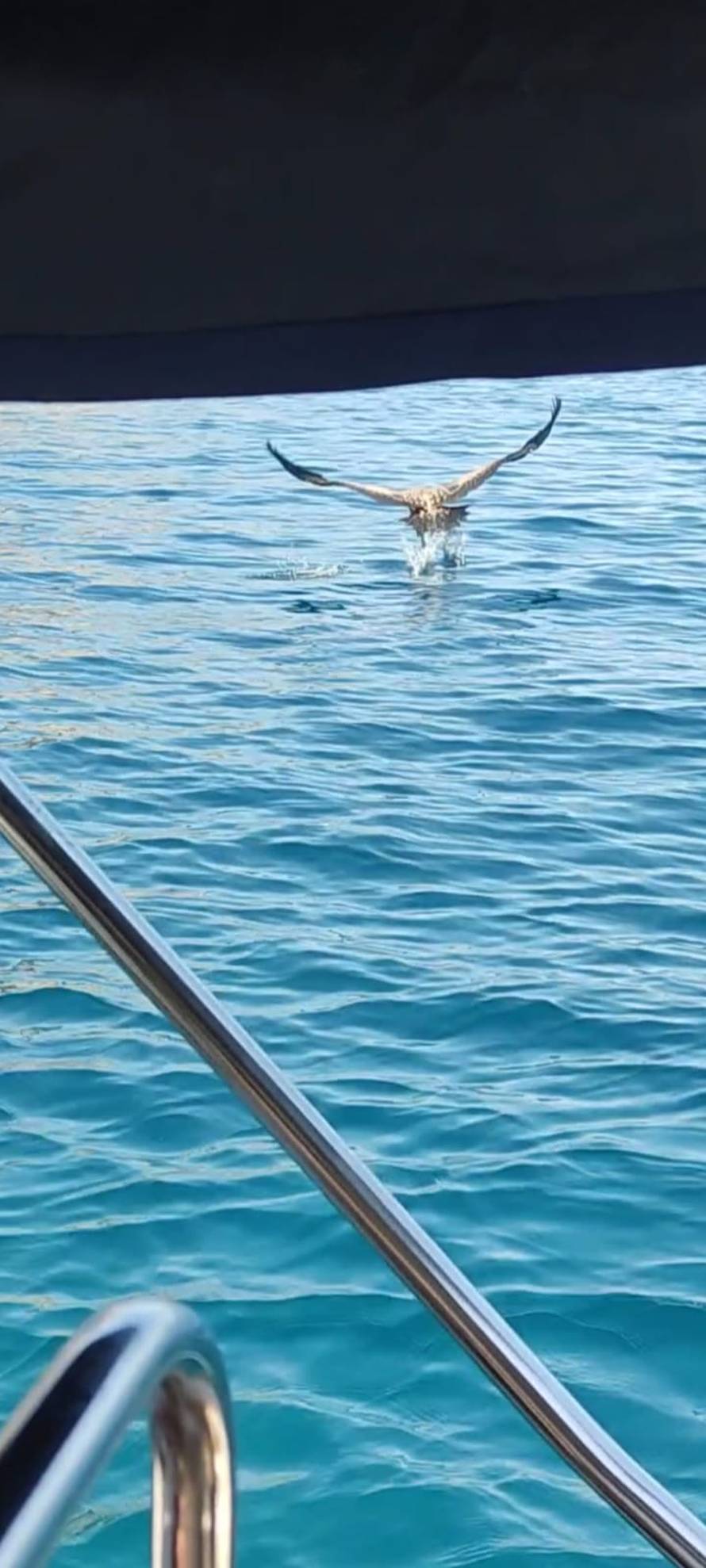 Spašavanje bjeloglavog supa na Cresu: 'Ove godine se izlegao, nije još dobro izvježbao letenje'