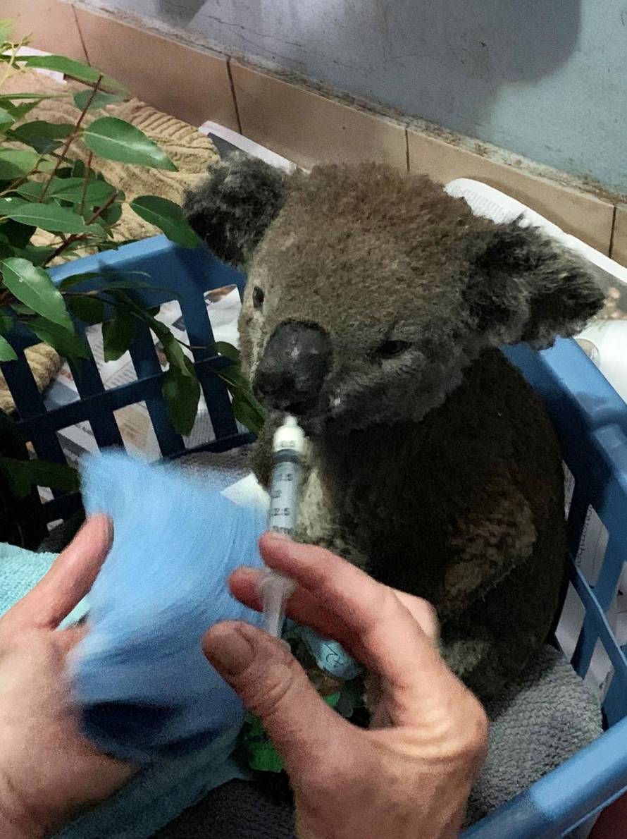 A burnt koala named Anwen, rescued from Lake Innes Nature Reserve, receives formula at the Port Macquarie Koala Hospital ICU in Port Macquarie