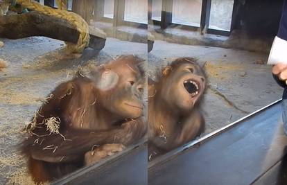 'A daj me nemoj!': Orangutan se raspametio kad je vidio trik