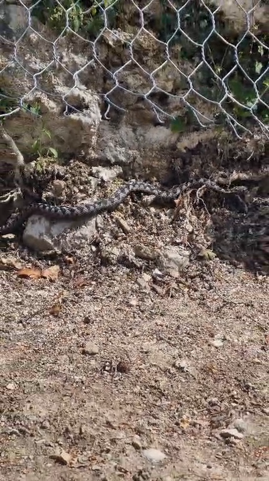 VIDEO Šok u Vrapču. Blizu šume naišao na poskoka: 'Sad im je vrijeme parenja, tad su najljući'
