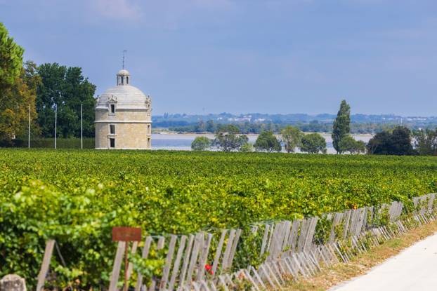 Typical vineyards near Chateau Latour, Bordeaux, Aquitaine, France