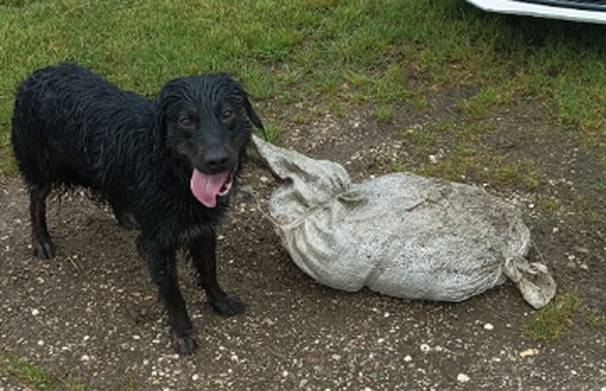 Pronašli psa s vezanom vrećom pijeska oko vrata: 'Pobjegao je pa se slučajno sam zapetljao...'