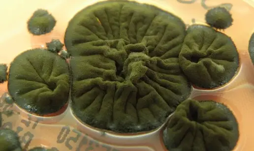 &Ccaron;ernobilske gljive razvile su ne&scaron;to nevjerojatno. To bi moglo biti budu&cacute;nost za put u svemir