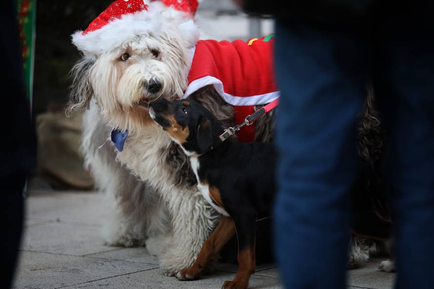 U Crikvenici održan Dog New Year's party, novogodišnji party za četveronožne ljubimce