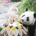 VIDEO Preslatko! Panda slavi 2. rođendan: Stigla joj je i torta