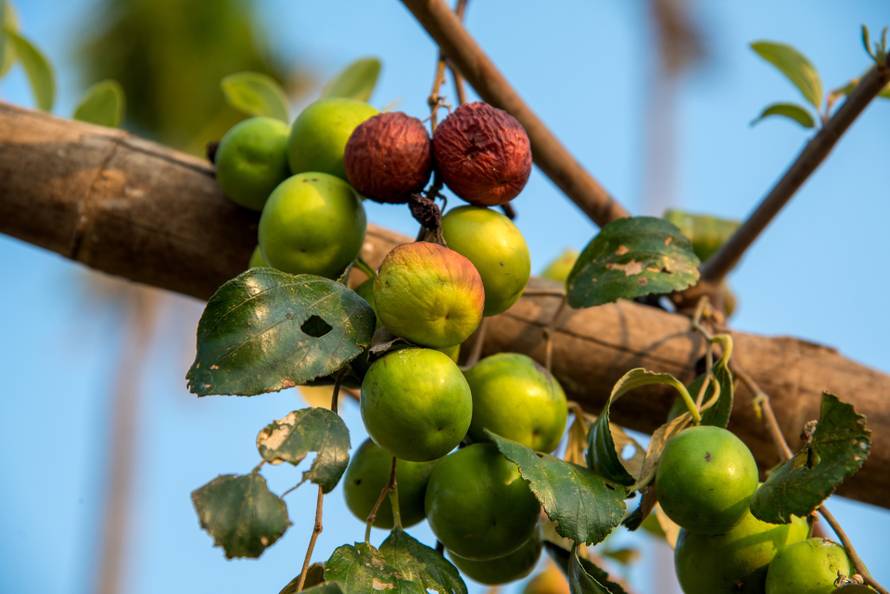 Indian Jujube or ber or berry (Ziziphus mauritiana) at farm field