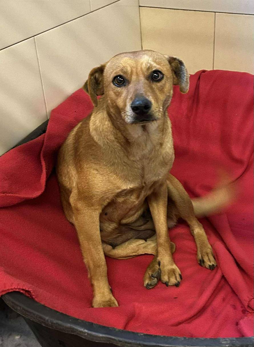 Iz romskog naselja u Međimurju spasili 37 pasa: 'Bez nadzora tu lutaju, a mačke ni ne prežive...'