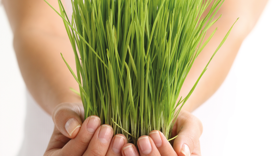 Snažna zelena superhrana -  Mlada zelena pšenica