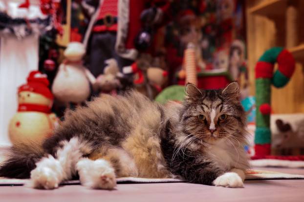 Rijeka: Advent za mačke u Kitten Safe House