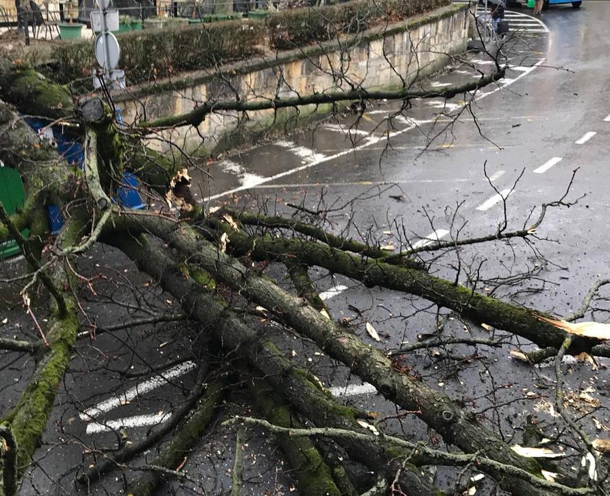 Čuo se prasak: Ogromno stablo srušilo se na ulicu u Zagrebu...