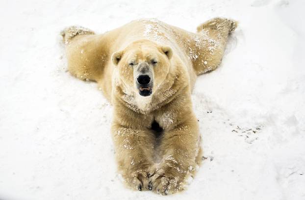 Najstariji polarni medvjed u Velikoj Britaniji, Viktor, uginuo u 22. godini života