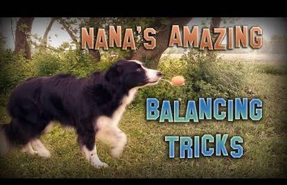 Nana je zbilja najspretniji pas na svijetu 